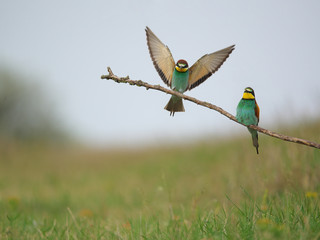 European Bee-Eater - Merops Apiaster on a branch , exotic colorful migratory bird