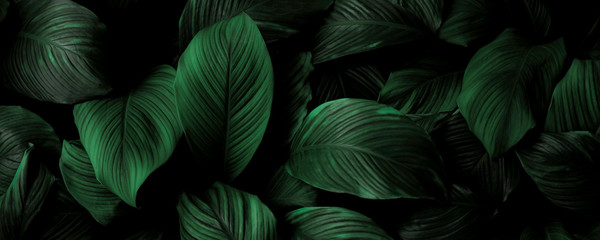 Spathiphyllum cannifolium leaves, abstract green texture, natural background, tropical leaves in Asia and Thailand - obrazy, fototapety, plakaty
