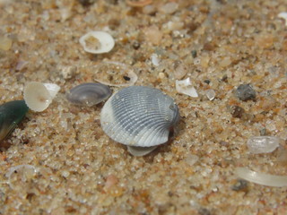 Sea shells are the most beautiful things that we can in our beaches.