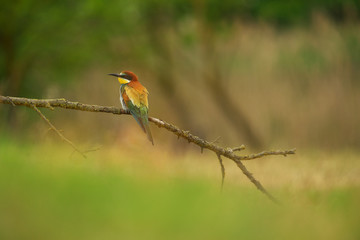 European Bee-Eater - Merops Apiaster on a branch , exotic colorful migratory bird