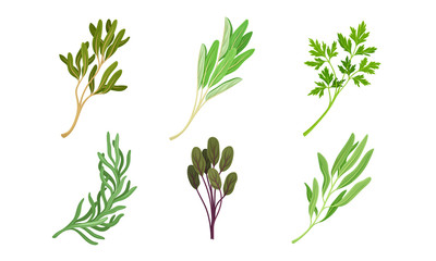 Kitchen Herbs and Condiment with Parsley and Tarragon Vector Set