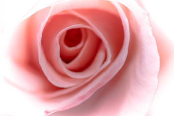 primo piano rosa 02 - la delicatezza del fiore crea un motivo grafico