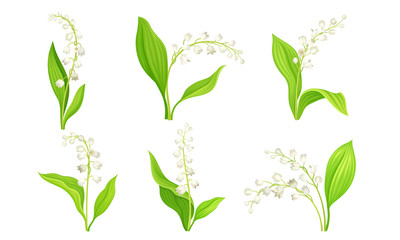 White Bellflower or Campanula on Stem with Green Leaf Vector Set