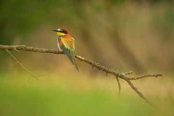 European Bee-Eater - Merops Apiaster on a branch , exotic colorful migratory bird