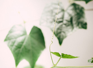 Growing plants at home, bio and ecology concept