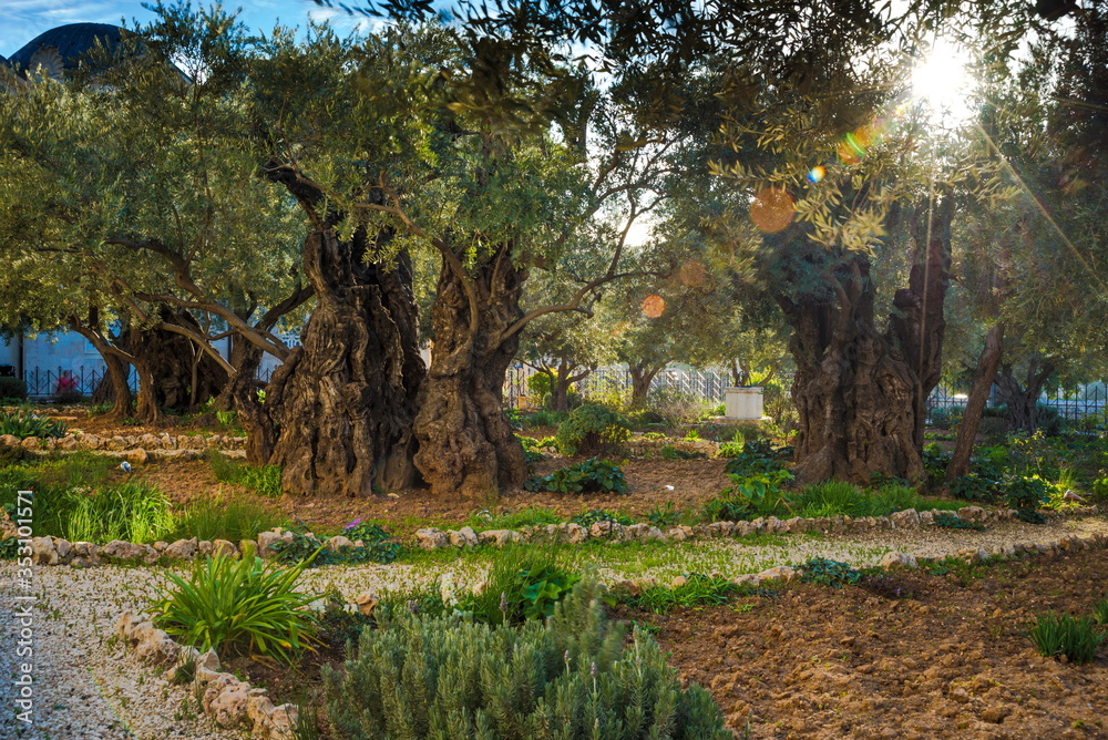 Wall mural olive trees in the biblical garden of gethsemane, where jesus prayed before his betrayal and capture