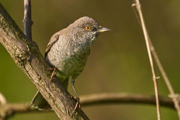 Bird - Barred Warbler ( Sylvia nisoria ) sitting on a branch of a bush sunny summer morning. Close-up.