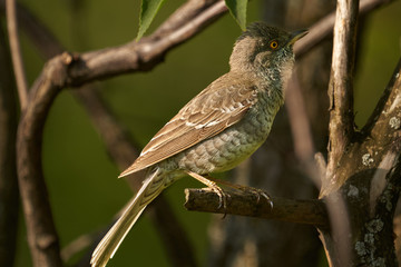 Bird - Barred Warbler ( Sylvia nisoria ) sitting on a branch of a bush sunny summer morning. Close-up.