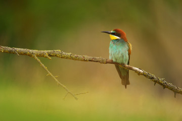 European Bee-Eater - Merops Apiaster on a branch , exotic colorful migratory bird