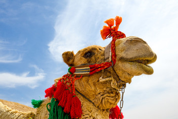 Domestic bedouin camel with colorful bridle tassels, Judean Desert, Israel