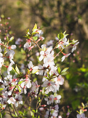 Cherry blossom in sunlight. Spring flowers.