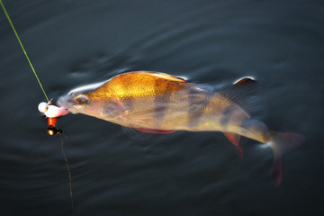 Perch (fish) floating in water caught by spinning rods on an artificial bait irradiated by the sun