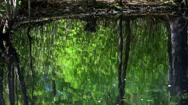 Rippling water in woodland pond reflects image of surrounding trees.  Magical scene.