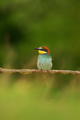 European Bee-Eater - Merops Apiaster on a branch , exotic colorful migratory bird