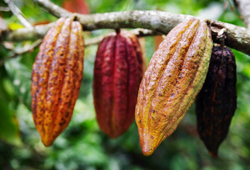 Cacao Tree Theobroma cacao. Organic cocoa fruit pods in nature