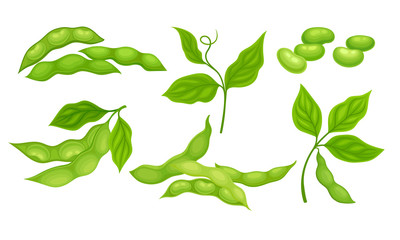 Green Pods with Green Leaves and Soy Beans Inside Vector Set