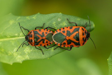 Pyrrhocoris apterus (soldier bug), A red beetle with a black pattern sits on the leaves of a flower on a green background. macro