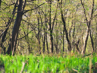 Forest in the spring. Glade among trees with leafy cover.