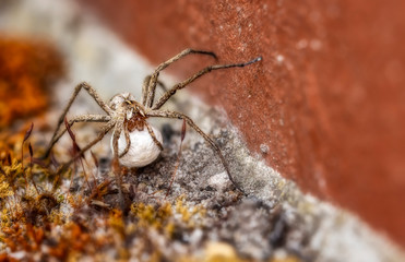 Weibliche Listspinne mit Kokon (Eiersack) krabbelt am Boden einer Mauer im Moos (Vorderansicht)