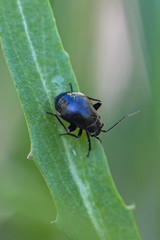 Black beetle on a green leaf