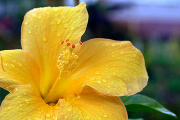 Yellow hibiskus flower close up details with rain drops © Ela