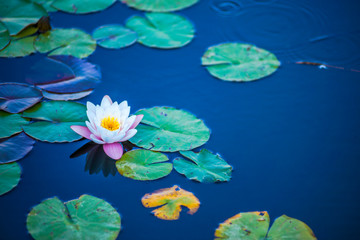 Fototapeta na wymiar Pink/white water lily flower and leaves in a pond - aquatic plants in Jerusalem Botanical Gardens