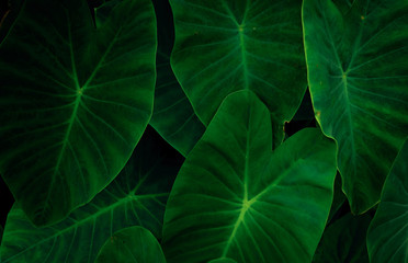 Closeup green leaves of elephant ear in jungle. Green leaf texture background with minimal pattern....