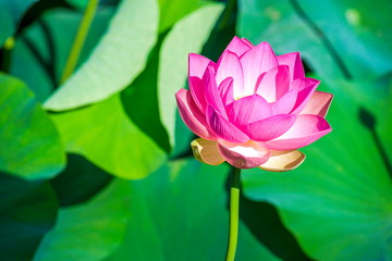 Obraz premium Pink lotus flower with green leaves as background - aquatic plants, Jerusalem Botanical Gardens