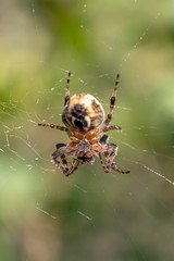A spider hanging on its web against a background of greenery