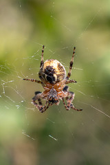 A spider hanging on its web against a background of greenery