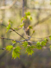 Young fresh leaves. Forest in spring.