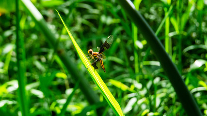 Insect on a green leaf