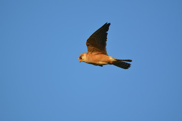 Red-footed falcon (Falco vespertinus) flying