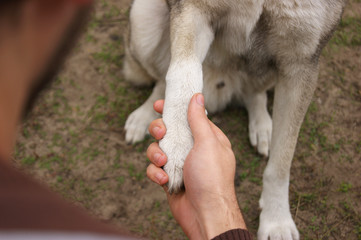 West Siberian grey Laika gives a paw