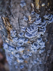 Wild mushrooms on old bark.