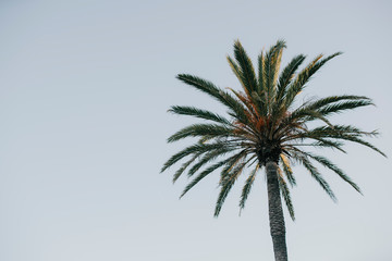 palm tree against blue sky