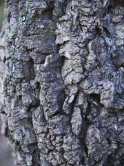 Bark of amur cork tree. Rough surface
