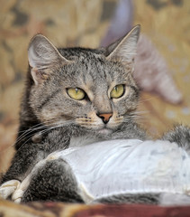 european shorthair domestic cat