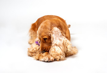 Cocker spaniel in studio over white