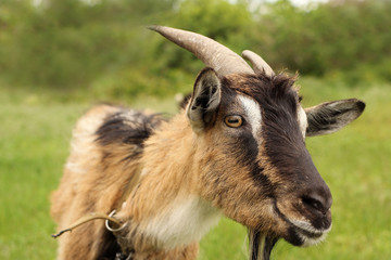 horned goat grazes in a meadow