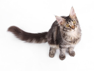 Maine Coon cat, 5 months old, sitting in front of white background