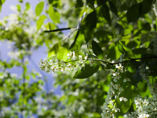 Bird cherry blossom. Lush white flowers in spring. Fresh green tree leaves.