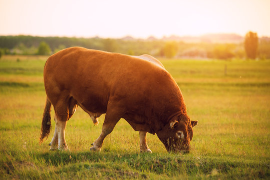 Limusin cattle , bull on the pasture