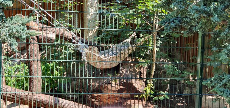 Zoo Lesne Zacisze. Savanna serval.