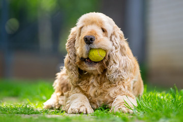 Fototapeta premium English Cocker Spaniel playing with tennisball