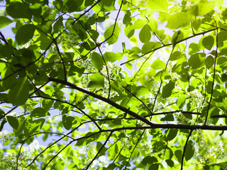 Bird cherry blossom. Branch with fresh green leaves. Sunny day.