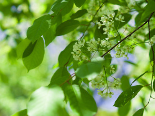 Bird cherry blossom. Lush white flowers in spring. Fresh green tree leaves.