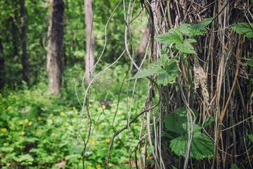 Tree braided by climbing plants