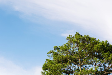 green tree and blue sky and clouds in summer