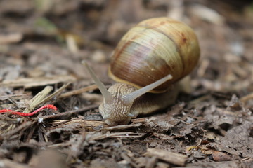 
Grape snail basking in the spring sun